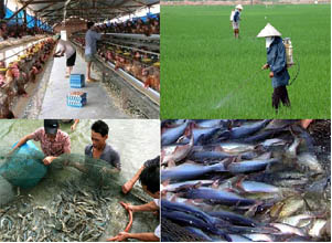 An Giang concentra fuerzas para edificar el campo